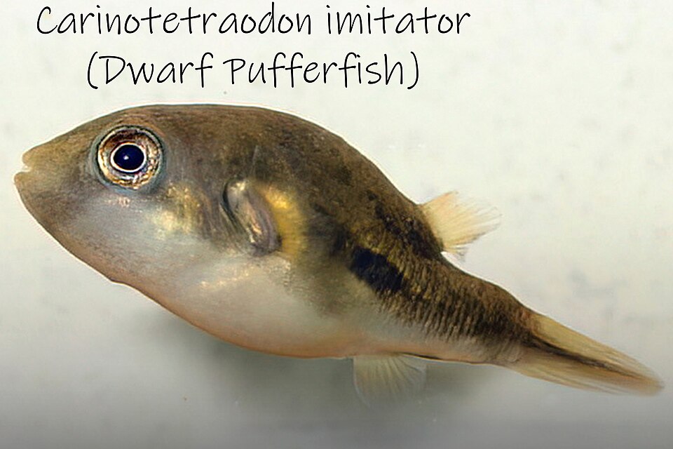 ภาพ ปลาปักเป้าแคระ (Carinotetraodon imitator)