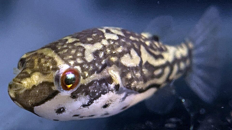 ภาพ ปลาปักเป้าตาแดง (Carinotetraodon lorteti)