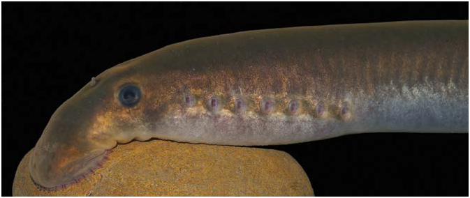 ภาพ ปลา wagneri (Caspiomyzon wagneri)