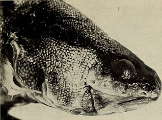 ภาพ ปลา alleni (Cataetyx alleni)