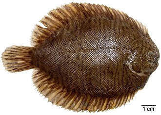 ภาพ ปลา garmani (Catathyridium garmani)