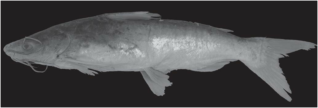 ภาพ ปลา belizensis (Cathorops belizensis)