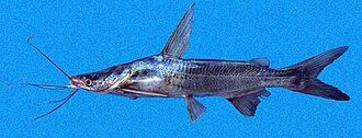 ภาพ ปลา hypophthalmus (Cathorops hypophthalmus)
