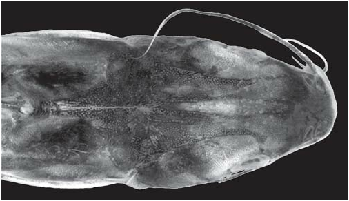 ภาพ ปลา kailolae (Cathorops kailolae)