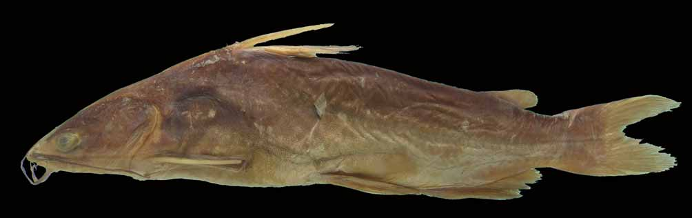 ภาพ ปลา manglarensis (Cathorops manglarensis)
