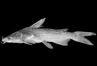 ภาพ ปลา mapale (Cathorops mapale)