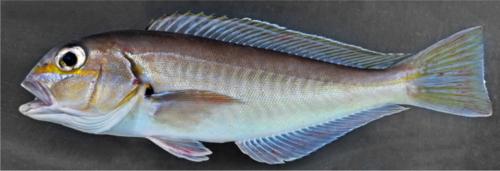 ภาพ ปลาไทล์ฟิชหัวโต (Caulolatilus affinis)