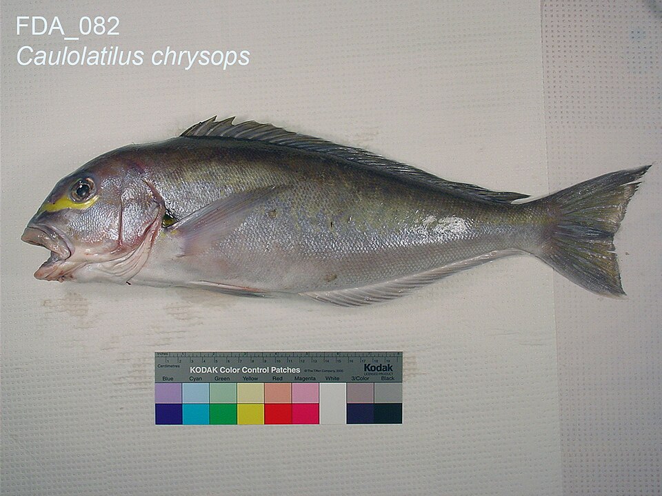 ภาพ ปลาไทล์ฟิชแอตแลนติก (Caulolatilus chrysops)