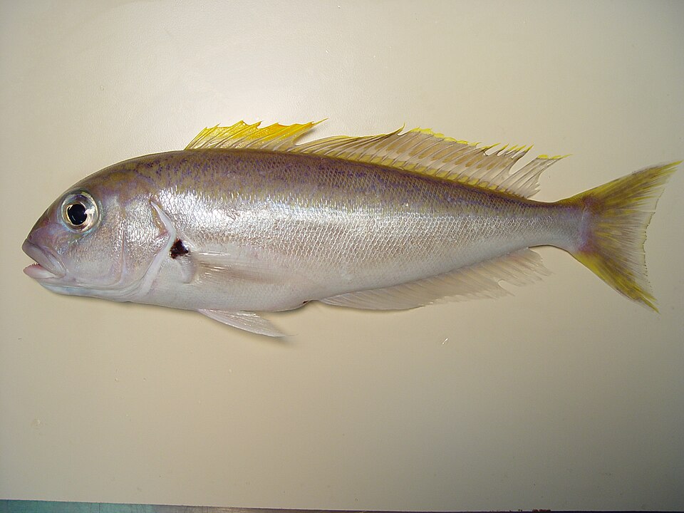 ภาพ ปลาไทล์ฟิช cyanops (Caulolatilus cyanops)
