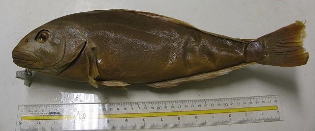 ภาพ ปลาไทล์ฟิช hubbsi (Caulolatilus hubbsi)