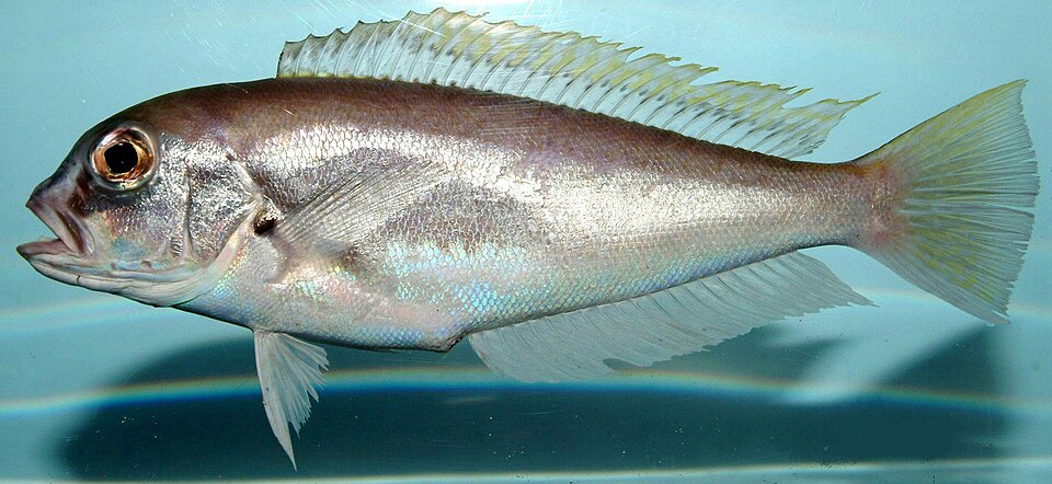 ภาพ ปลาไทล์ฟิช intermedius (Caulolatilus intermedius)