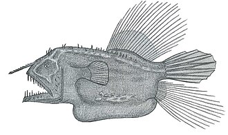 ภาพ ปลา polynema (Caulophryne polynema)