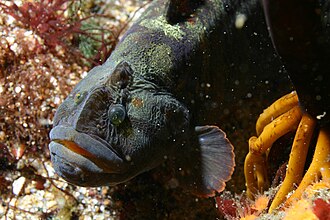 ภาพ ปลา violaceus (Cebidichthys violaceus)