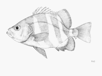ภาพ ปลา chapini (Centrarchops chapini)