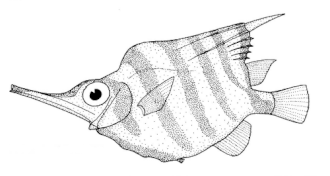 ภาพ ปลา humerosus (Centriscops humerosus)