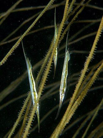 ภาพ ปลา scutatus (Centriscus scutatus)