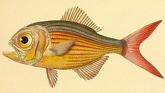 ภาพ ปลา lineatus (Centroberyx lineatus)