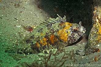 ภาพ ปลา vaigiensis (Centrogenys vaigiensis)