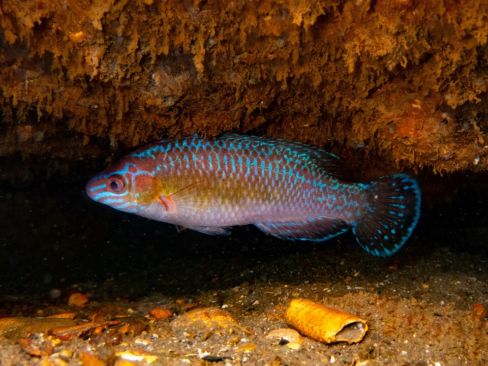 ภาพ ปลานกขุนทอง exoletus (Centrolabrus exoletus)