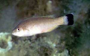 ภาพ ปลานกขุนทอง melanocercus (Centrolabrus melanocercus)