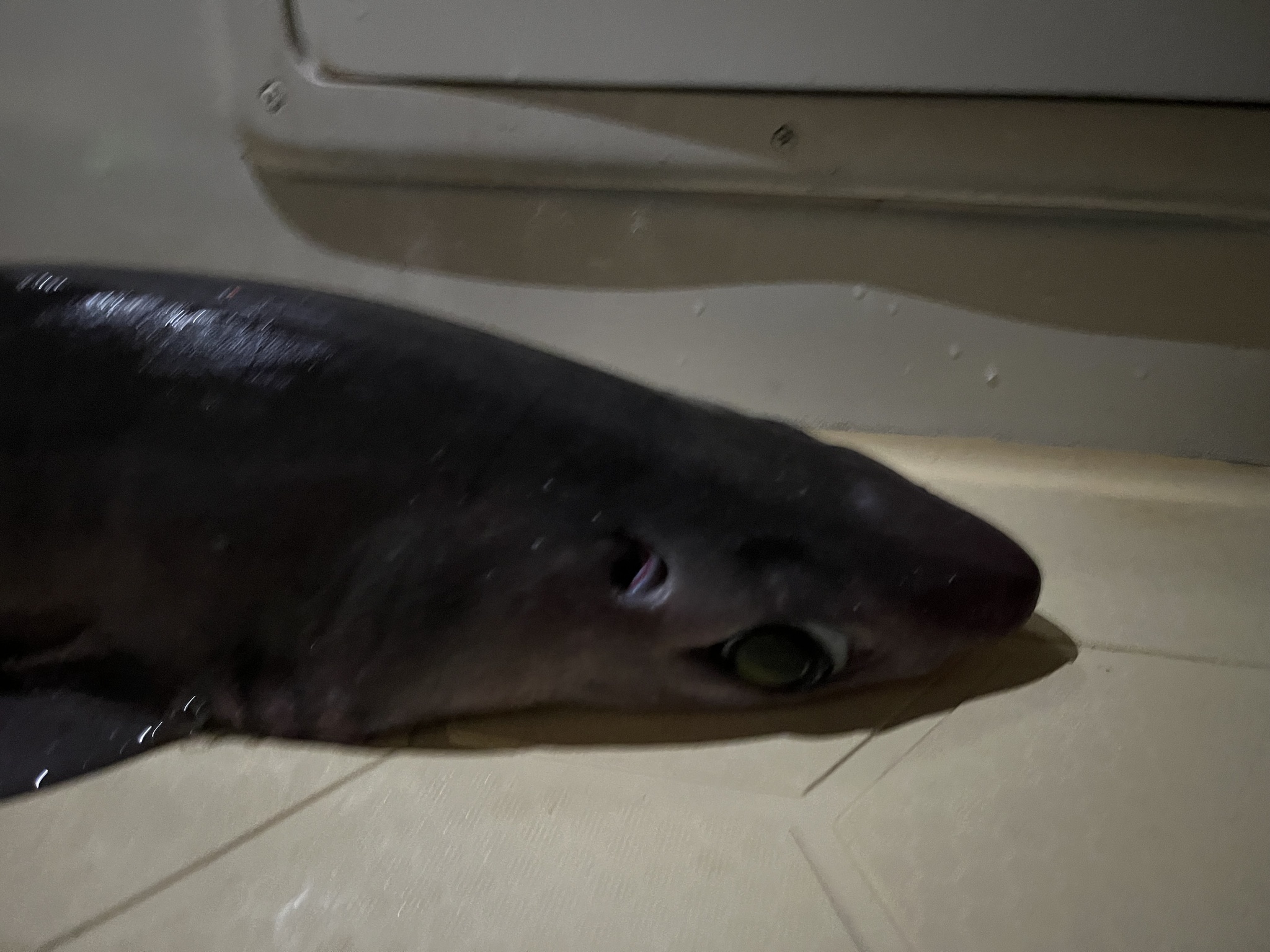 ภาพ ปลา granulosus (Centrophorus granulosus)