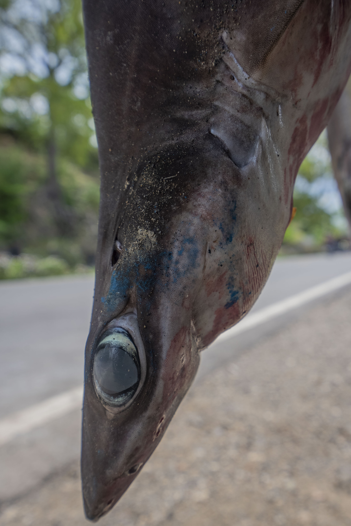 ภาพ ปลา longipinnis (Centrophorus longipinnis)