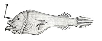ภาพ ปลา spinulosa (Centrophryne spinulosa)