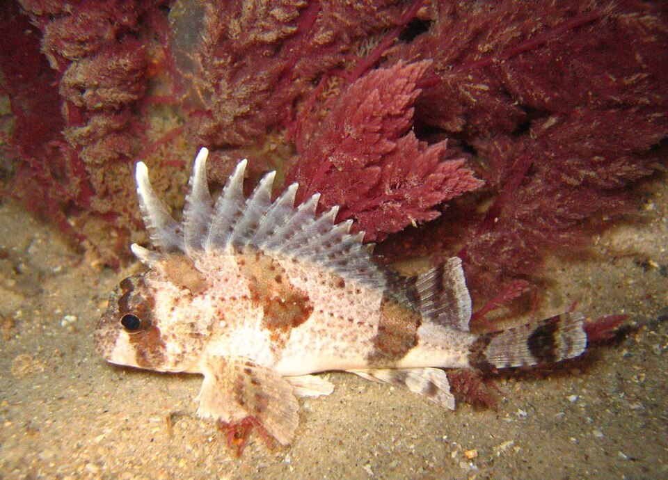 ภาพ ปลาแมงป่องใบไม้ australis (Centropogon australis)