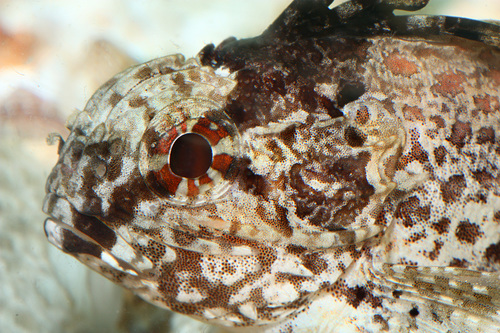 ภาพ ปลาแมงป่องใบไม้ latifrons (Centropogon latifrons)