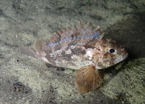 ภาพ ปลาแมงป่องใบไม้ marmoratus (Centropogon marmoratus)