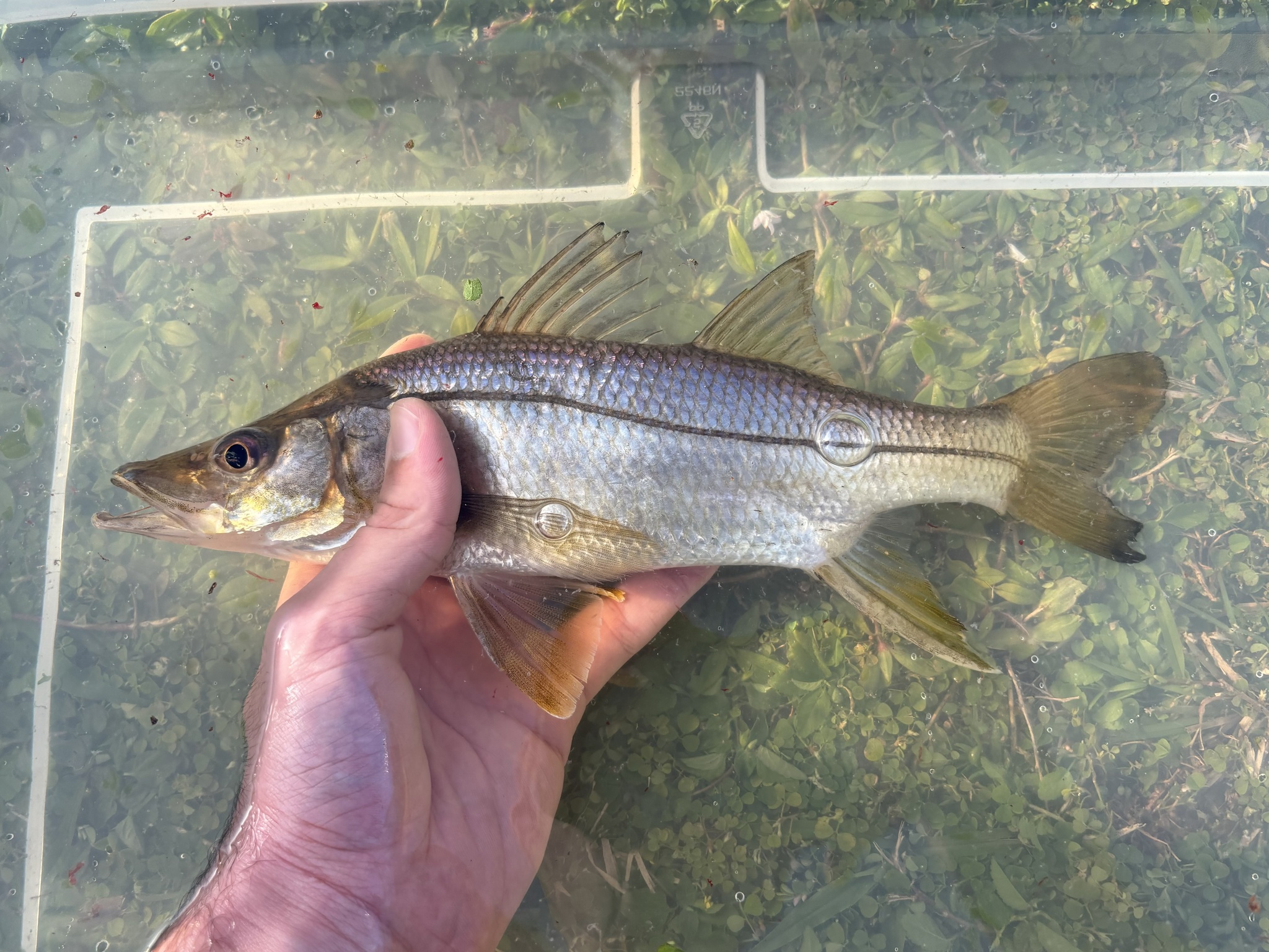 ภาพ ปลา ensiferus (Centropomus ensiferus)