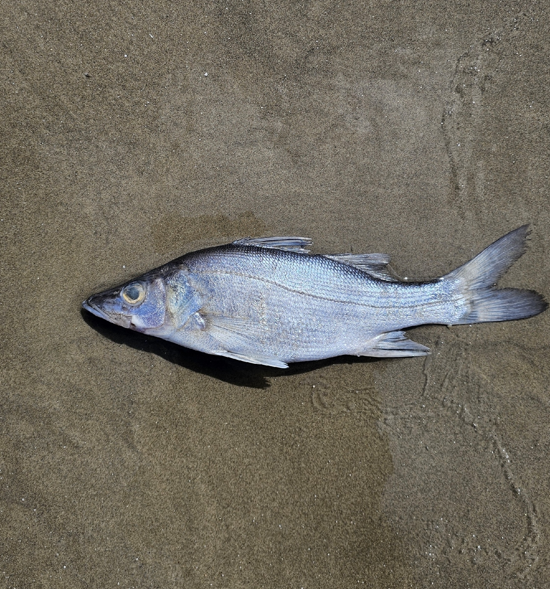 ภาพ ปลา parallelus (Centropomus parallelus)