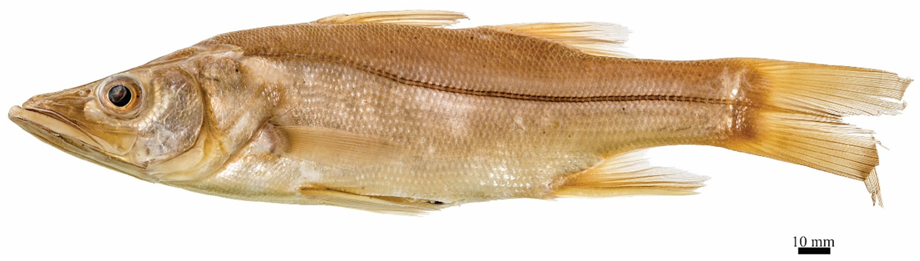 ภาพ ปลา poeyi (Centropomus poeyi)