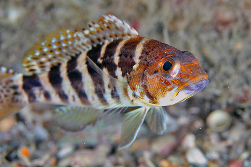 ภาพ ปลากะรังจิ๋ว ocyurus (Centropristis ocyurus)
