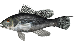 ภาพ ปลากะรังจิ๋วดำ (Centropristis striata)