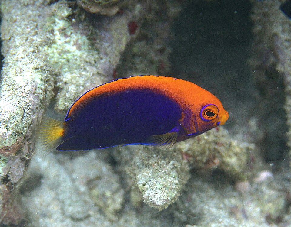 ภาพ ปลาสินสมุทรแคระแอฟริกา (Centropyge acanthops)
