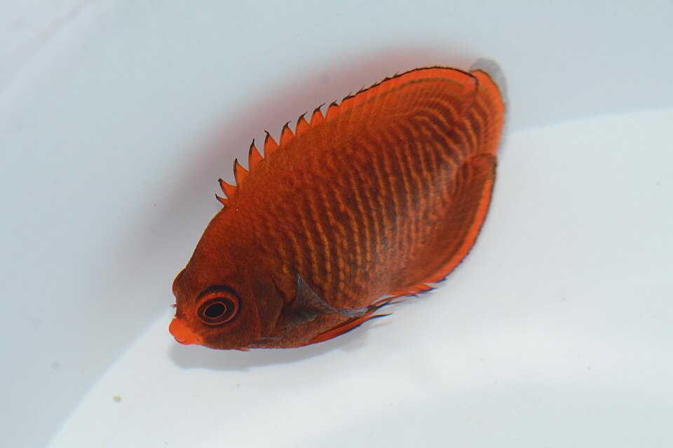 ภาพ ปลาสินสมุทรแคระทอง (Centropyge aurantia)