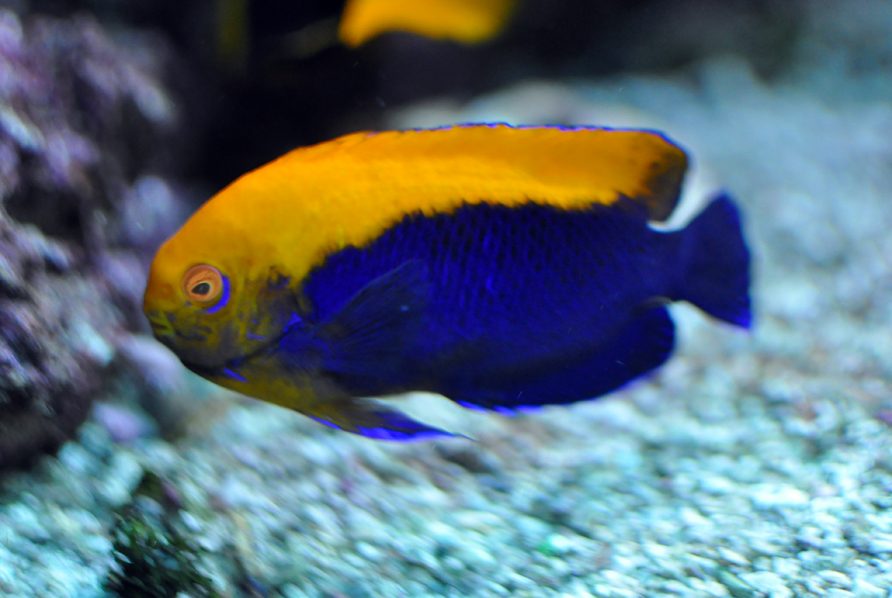 ภาพ ปลาสินสมุทรแคระ aurantonotus (Centropyge aurantonotus)
