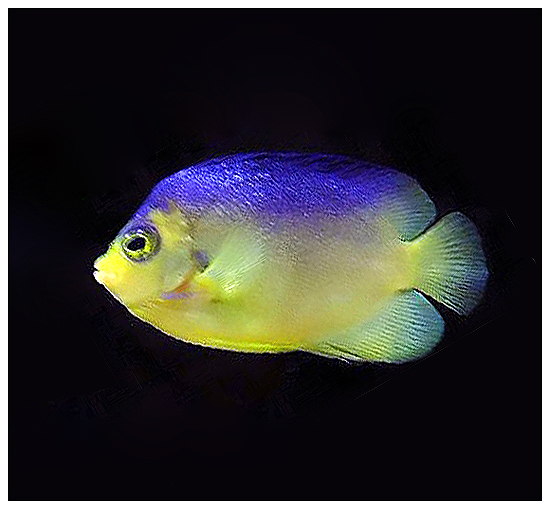 ภาพ ปลาสินสมุทรแคระ colini (Centropyge colini)