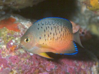 ภาพ ปลาสินสมุทรแคระ ferrugata (Centropyge ferrugata)