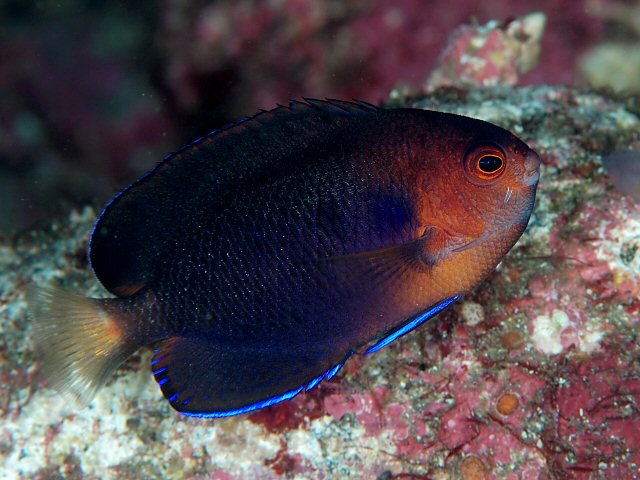 ภาพ ปลาสินสมุทรแคระ fisheri (Centropyge fisheri)