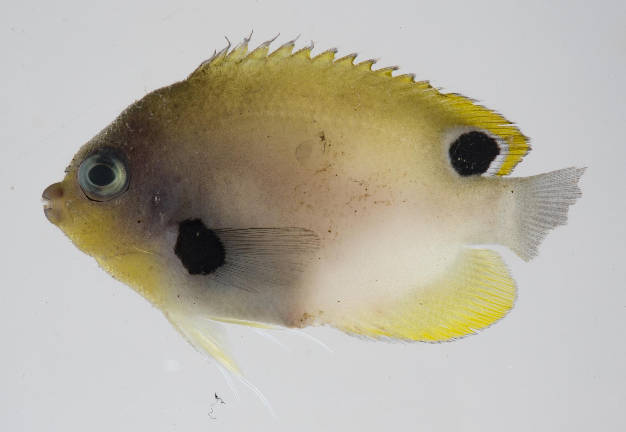 ภาพ ปลาสินสมุทรแคระดำจุด (Centropyge nigriocella)
