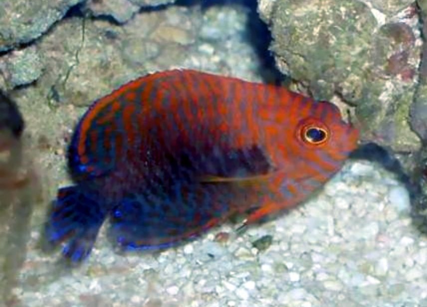 ภาพ ปลาสินสมุทรแคระนางฟ้า (Centropyge potteri)