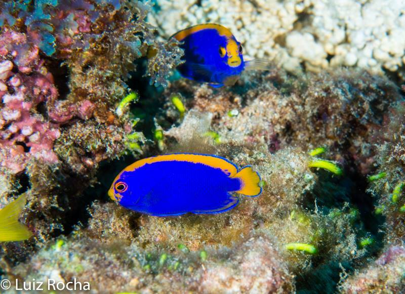 ภาพ ปลาสินสมุทรแคระ resplendens (Centropyge resplendens)