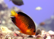 ภาพ ปลาสินสมุทรแคระ shepardi (Centropyge shepardi)