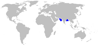 ภาพ ปลา ornatum (Centroscyllium ornatum)
