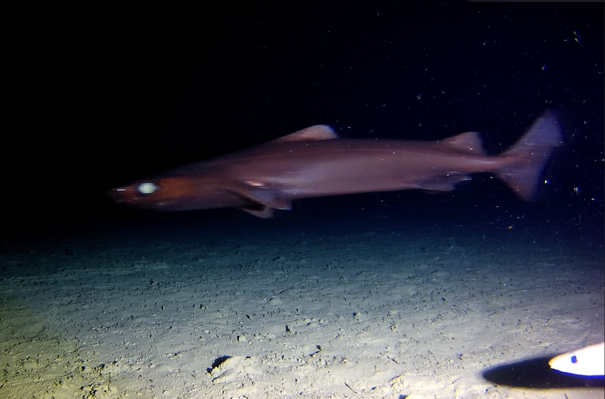 ภาพ ปลา owstonii (Centroscymnus owstonii)