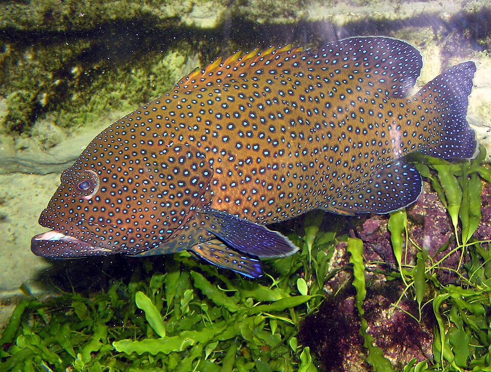 ภาพ ปลากะรัง argus (Cephalopholis argus)
