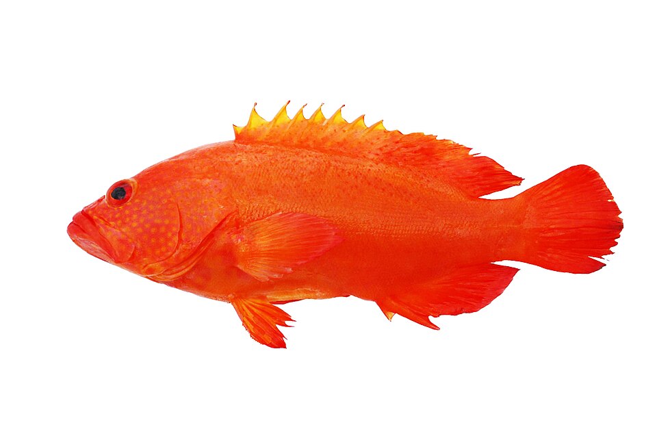 ภาพ ปลากะรังทอง (Cephalopholis aurantia)