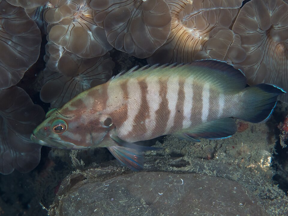 ภาพ ปลากะรังท้องกำปั่น (Cephalopholis boenak)